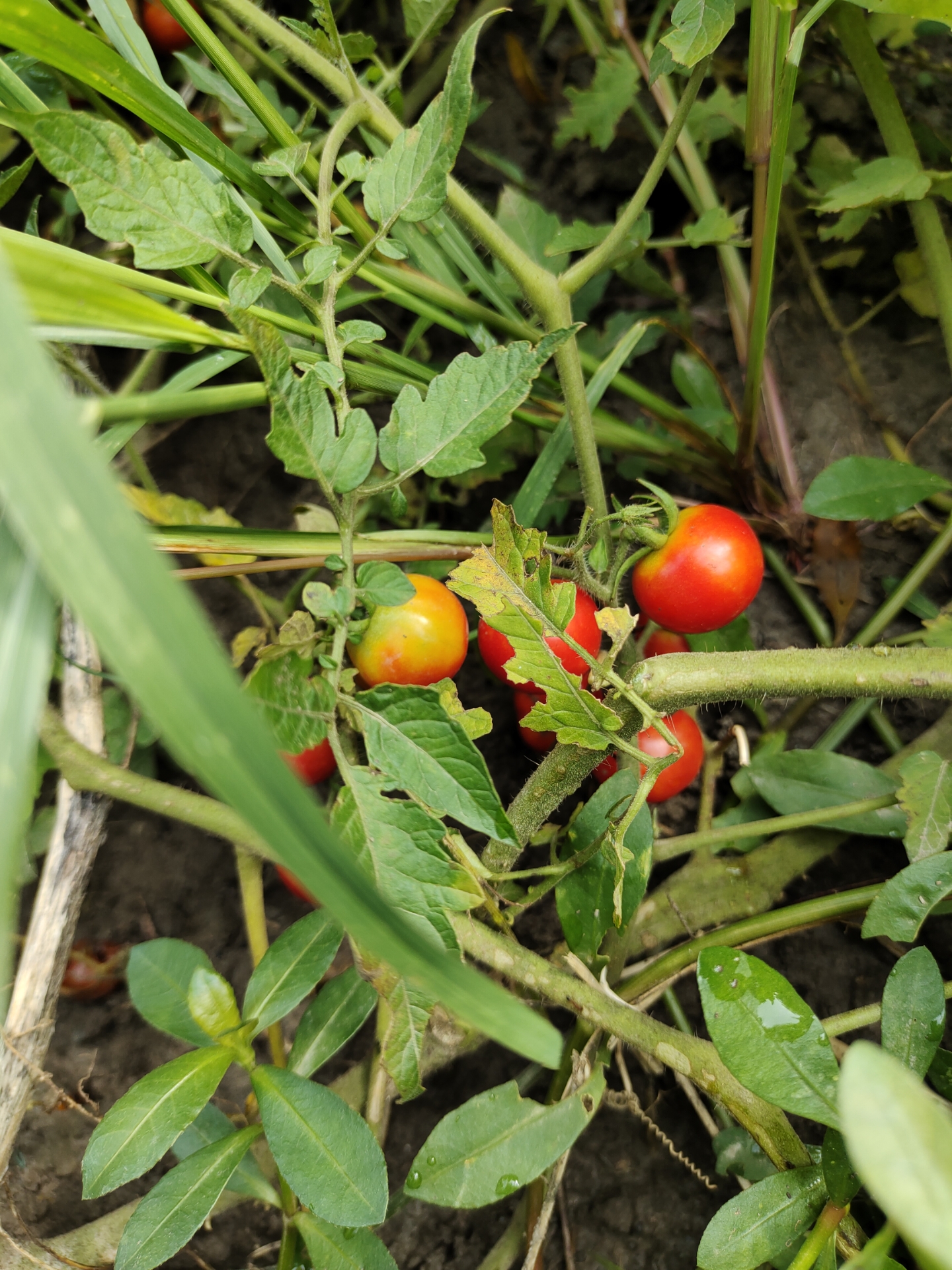  野生小番茄